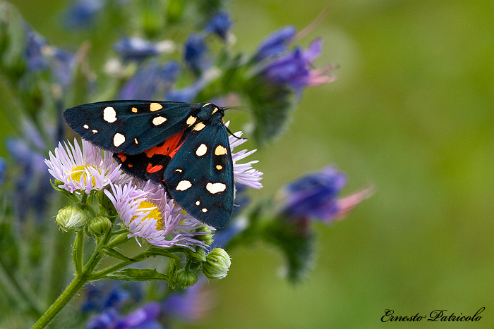 da identificare - Callimorpha dominula